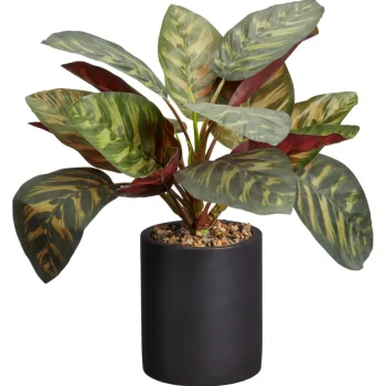 Online Kwantum Kunstplant Calathea Groen